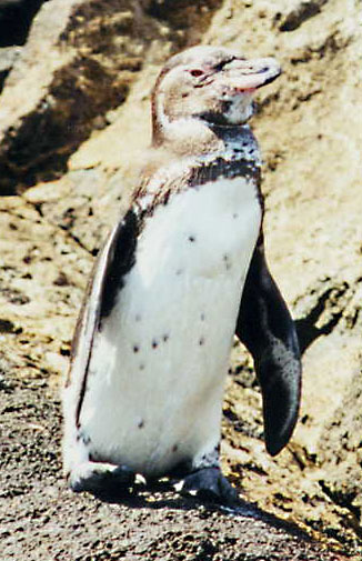 Pinguinfoto