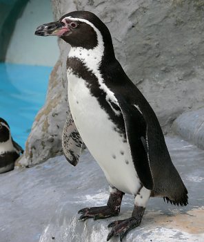 Pinguinfoto